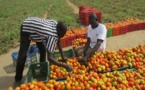 La production de fruits et légumes a augmenté de près de 700 tonnes entre 2012 et 2023
