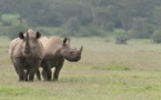 Le Kenya se lance dans son plus grand projet de relocalisation de rhinocéros