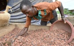 Le régulateur ivoirien du cacao suspend des coopératives pour avoir accumulé des fèves