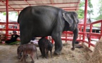 « Miracle de la nature » : La naissance de jumeaux éléphants stupéfie les défenseurs de l'environnement en Thaïlande