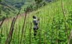 Entreprise ou communauté ? L'avenir agricole de l'Afrique à la croisée des chemins (Par Million Belay*, AFSA)