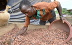 Côte d’Ivoire : le prix du cacao fixé par les autorités atteint un niveau record