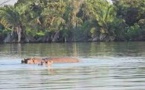 Missirah : un troupeau d’hippopotames en errance hors du fleuve Gambie à Badi