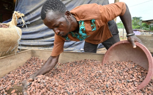 Côte d’Ivoire : le prix du cacao fixé par les autorités atteint un niveau record